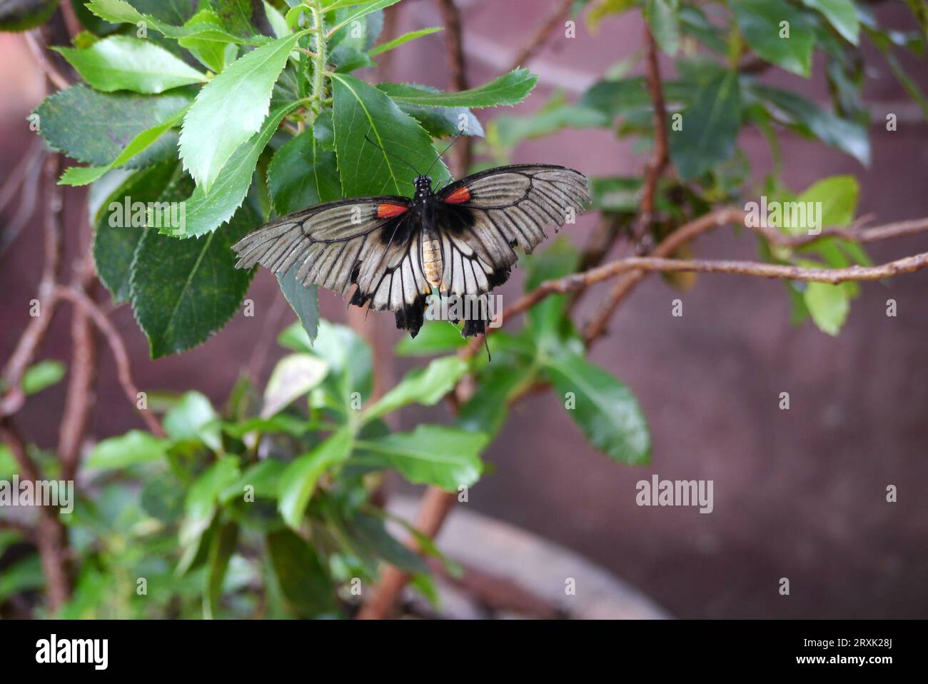 Great Mormon Swallowtail Butterfly "Papilio Memnon" presso la Butterfly Farm a Stratford-upon-Avon, Warwickshire, West Midlands, Inghilterra, Regno Unito Foto Stock
