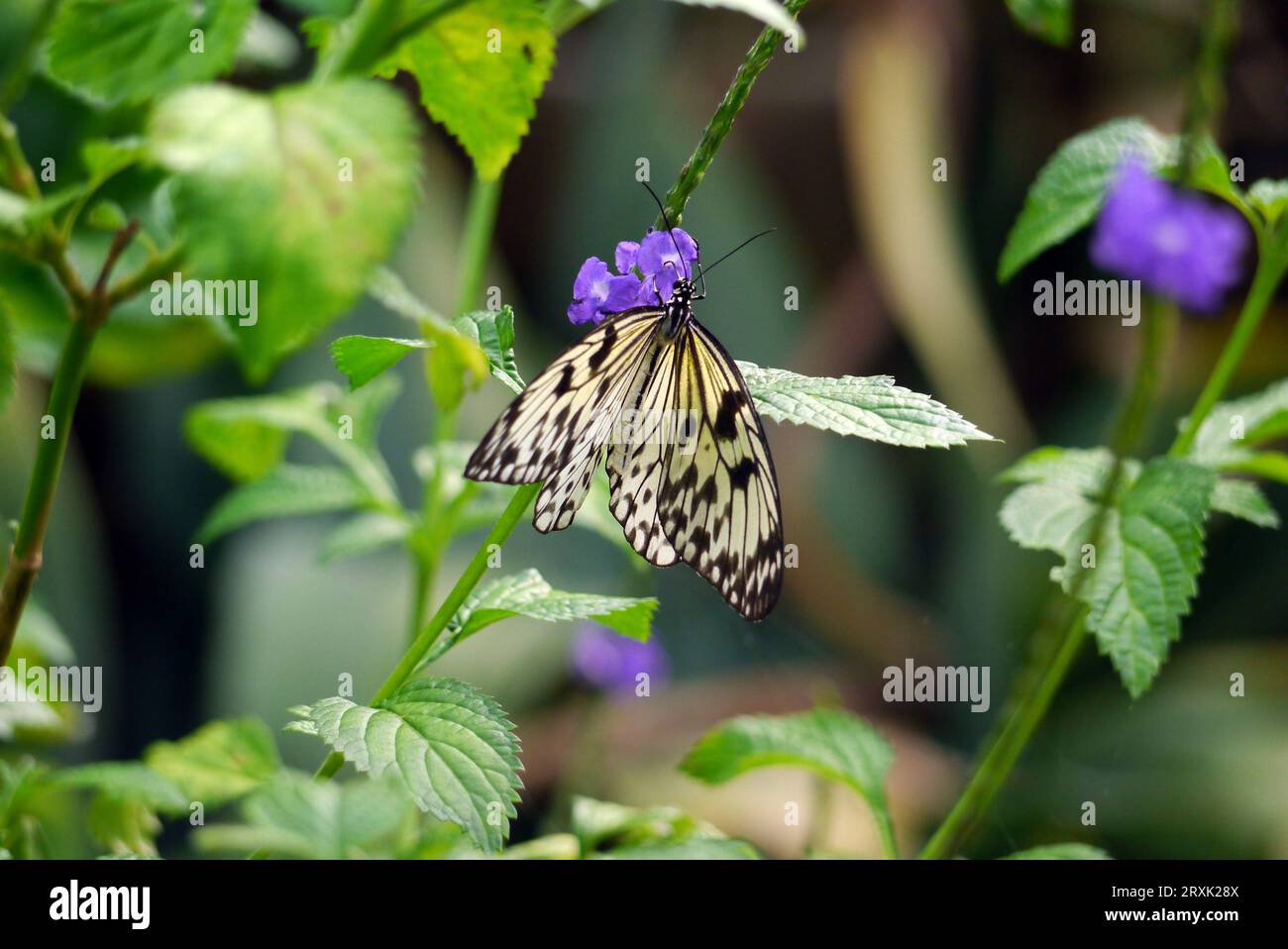 Large Tree Nymph "idea leuconoe" presso la Butterfly Farm a Stratford-upon-Avon, Warwickshire, West Midlands, Inghilterra, Regno Unito Foto Stock