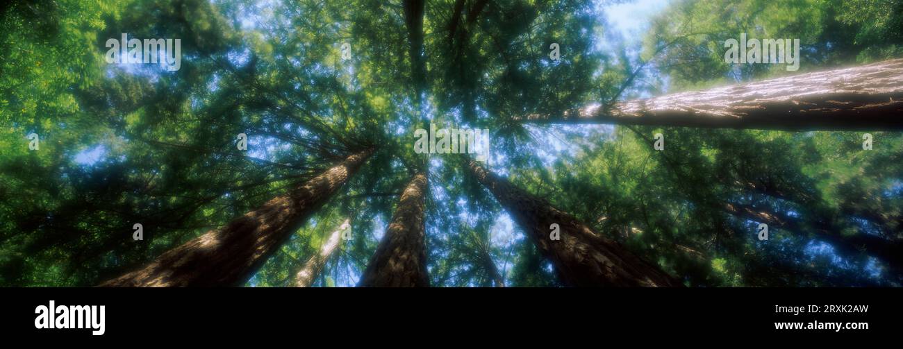 Baldacchino verde nel Muir Woods National Monument, California, Stati Uniti Foto Stock