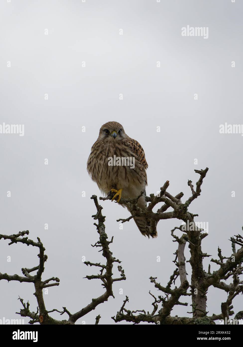 Kestrel appollaiato sulla diramazione rivolto in avanti Foto Stock