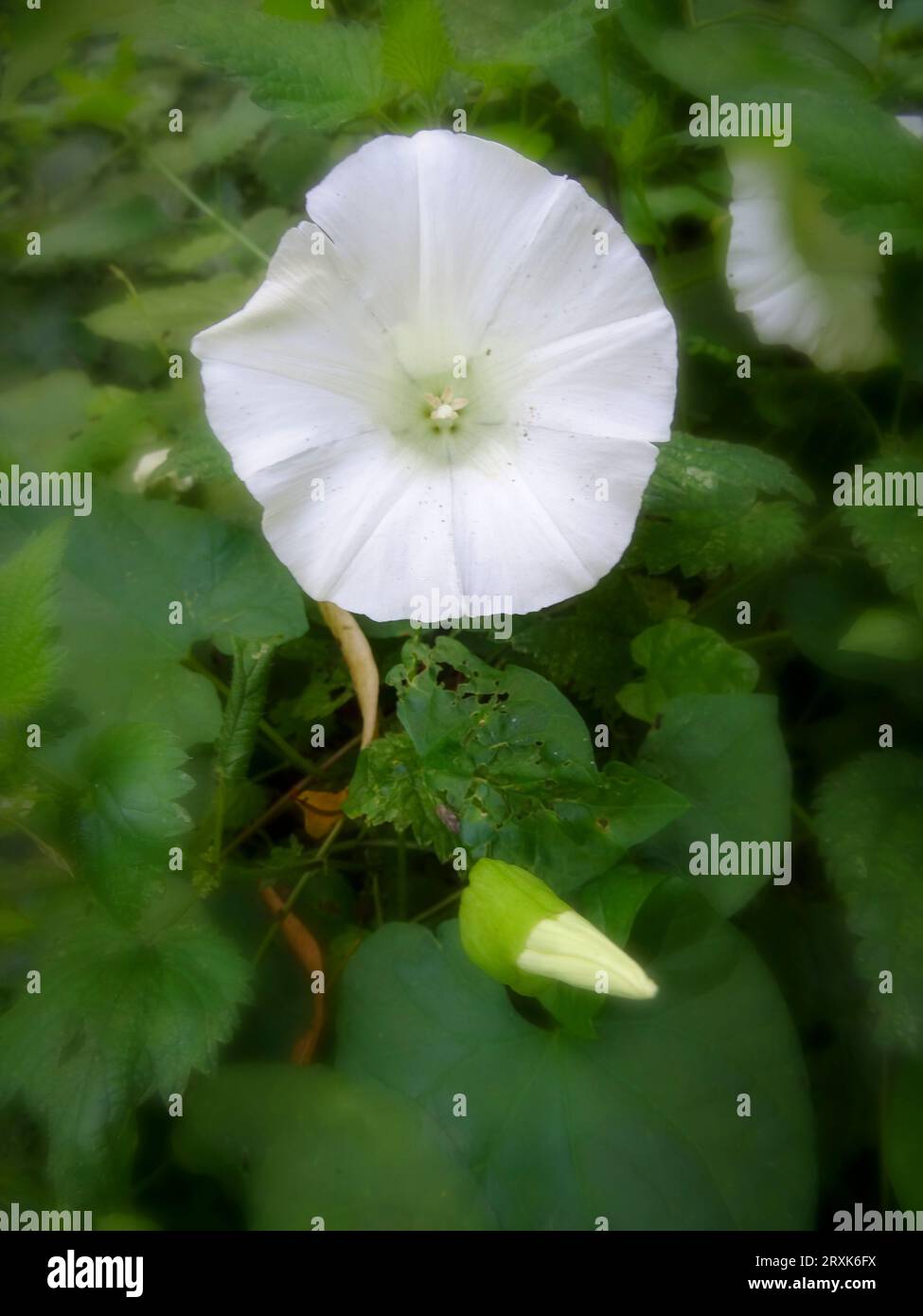 Ritratto naturale ravvicinato della pianta fiorita del bellissimo e problematico Bindweed, Calystegia Sepium, che cresce su terreno incolto Foto Stock