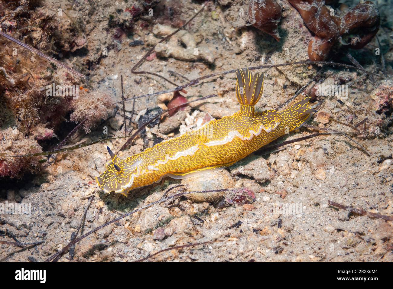 NudiBranch / Sea Slug (Hypselodoris elegans / Felimare Picta), Mare Adriatico, Mar Mediterraneo, Croazia Foto Stock