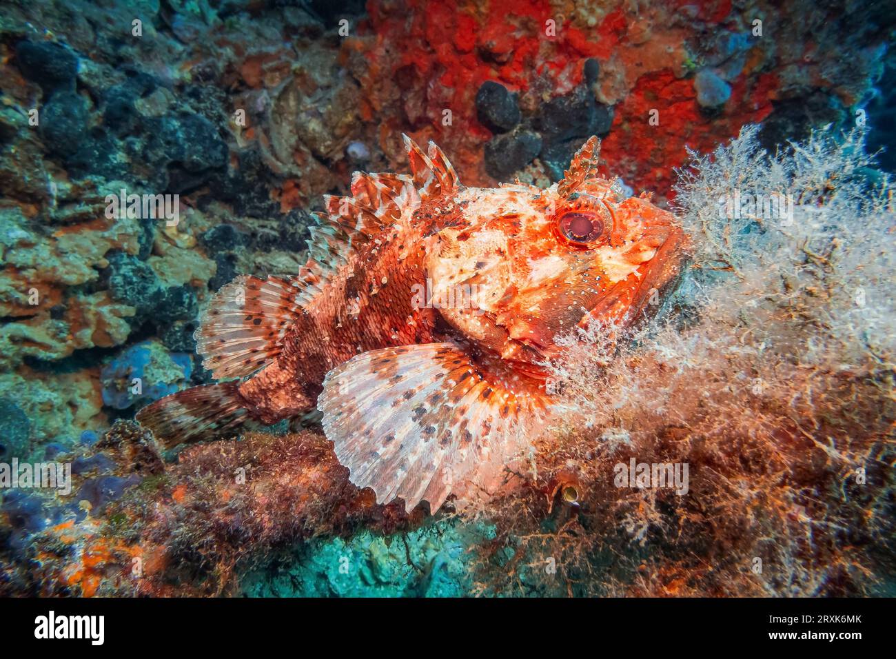 Scorpione rosso (Scorpaena Scrofa), Mare Adriatico, Mar Mediterraneo, Croazia Foto Stock