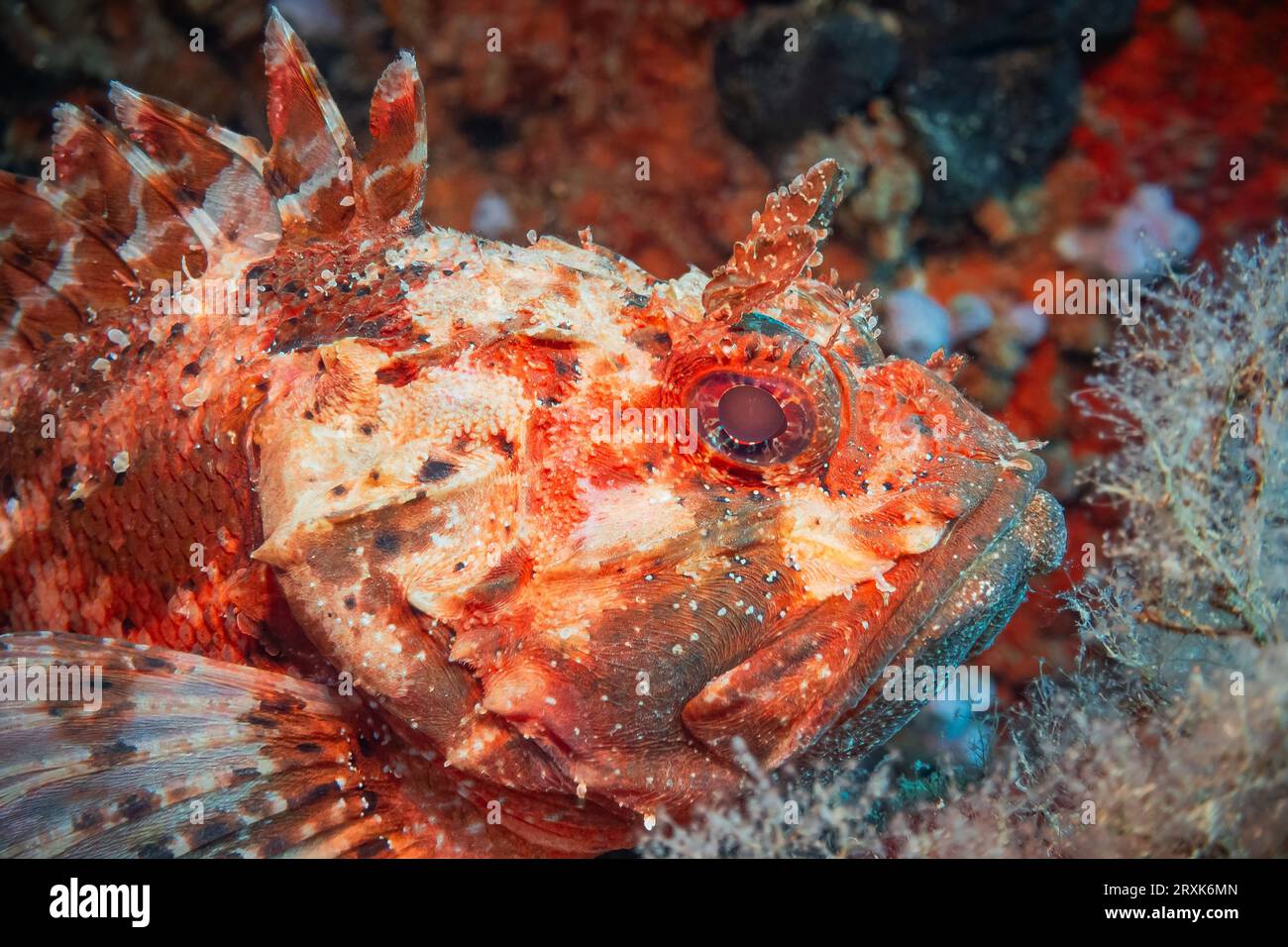 Scorpione rosso (Scorpaena Scrofa), Mare Adriatico, Mar Mediterraneo, Croazia Foto Stock
