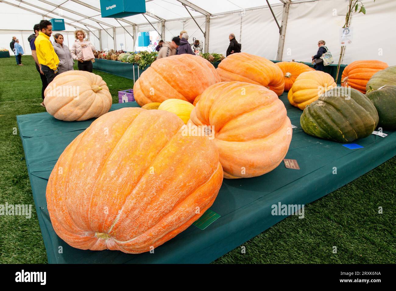 Zucche giganti e verdure in mostra nella tenda canna al Malvern Autumn Show. Il Malvern Autumn Show di tre giorni presso il Three Counties Showground, Malvern, Worcestershire, Inghilterra, Regno Unito. Foto Stock