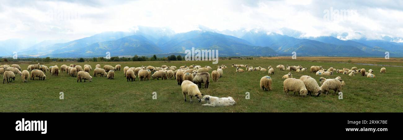 Gregge di pecore che pascolano nei pascoli alpini, Sambata de Sus, contea di Brasov, Romania Foto Stock