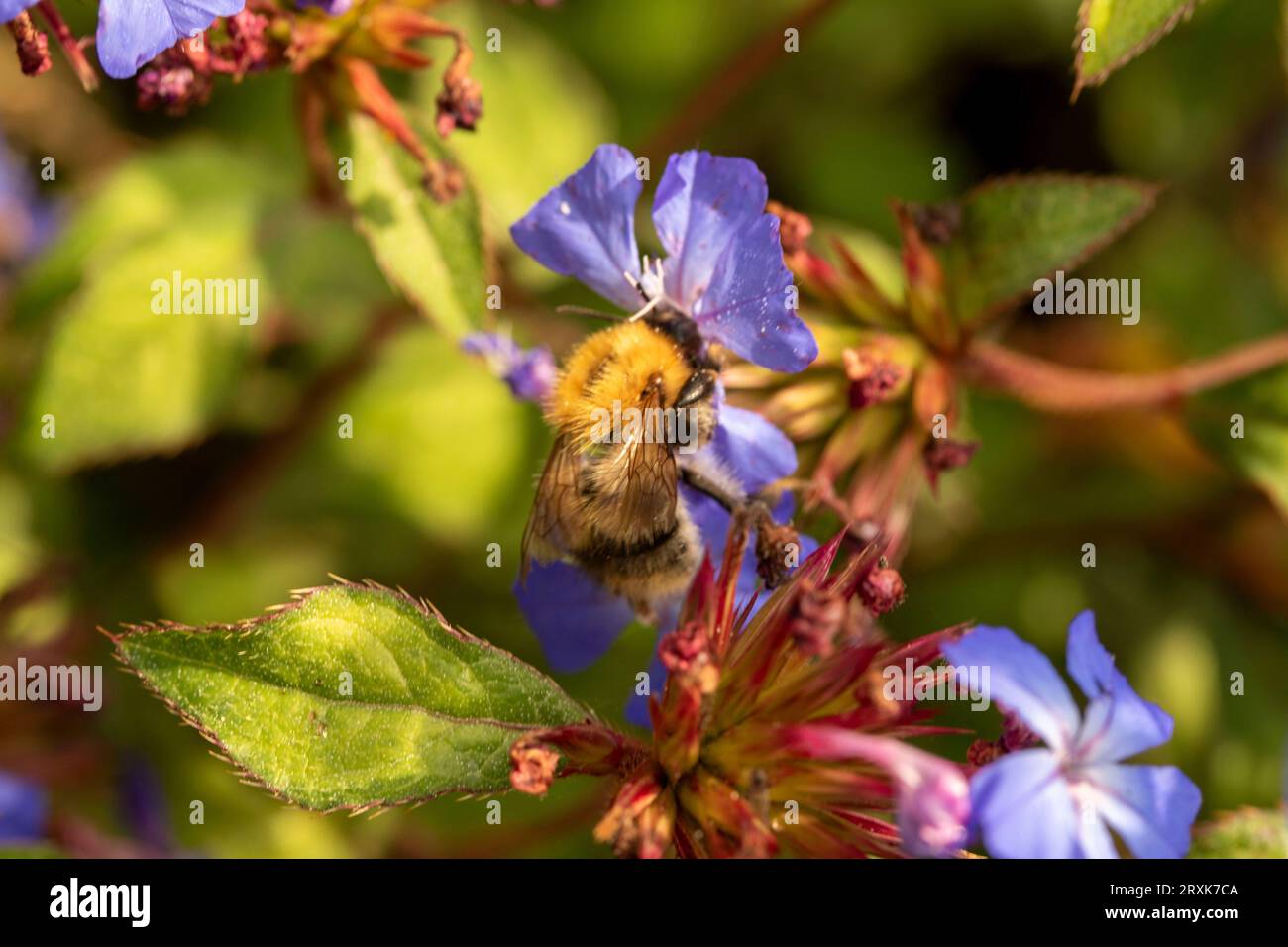 Prolificamente bellissimo ritratto naturale ravvicinato di piante fiorite di Ceratostigma willmottianum, plumbago cinese, in tarda luce del sole invernale Foto Stock