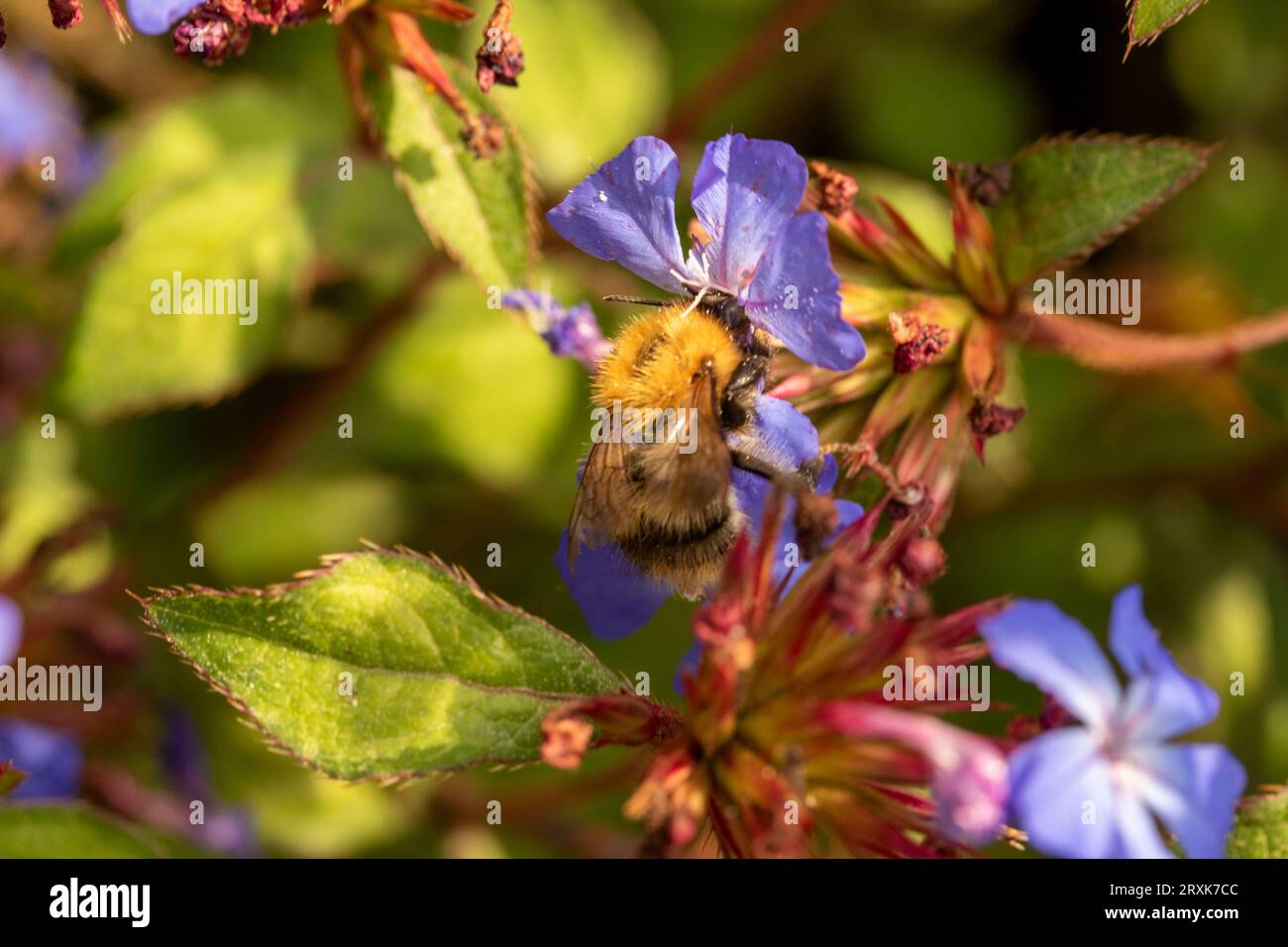 Prolificamente bellissimo ritratto naturale ravvicinato di piante fiorite di Ceratostigma willmottianum, plumbago cinese, in tarda luce del sole invernale Foto Stock