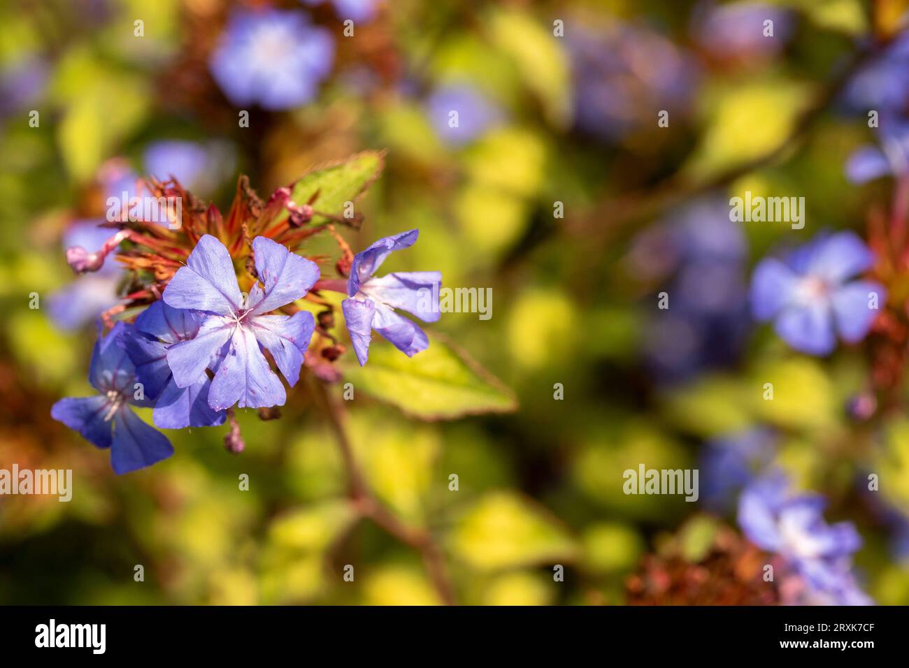 Prolificamente bellissimo ritratto naturale ravvicinato di piante fiorite di Ceratostigma willmottianum, plumbago cinese, in tarda luce del sole invernale Foto Stock