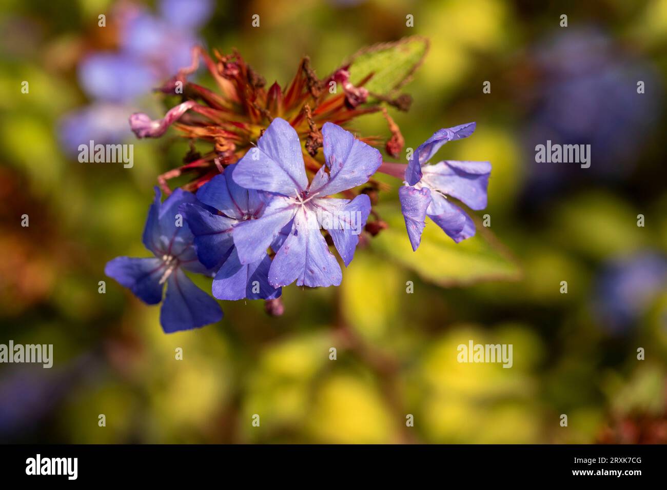 Prolificamente bellissimo ritratto naturale ravvicinato di piante fiorite di Ceratostigma willmottianum, plumbago cinese, in tarda luce del sole invernale Foto Stock