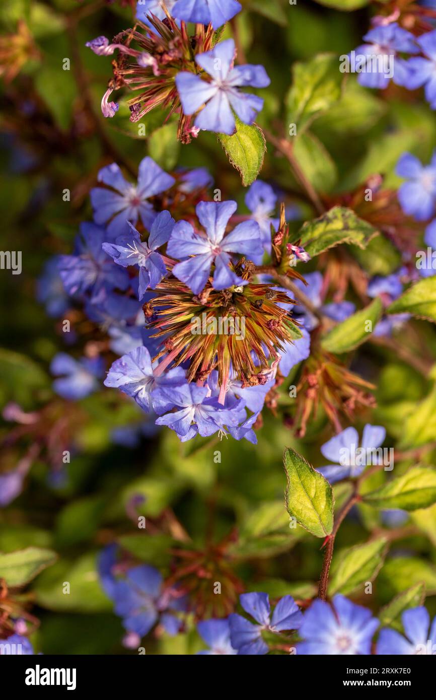 Prolificamente bellissimo ritratto naturale ravvicinato di piante fiorite di Ceratostigma willmottianum, plumbago cinese, in tarda luce del sole invernale Foto Stock