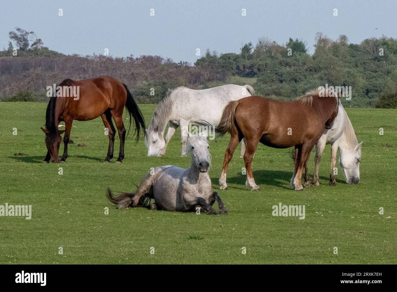 New Forest National Park, Hampshire, pony selvatici che vagano liberamente nel loro habitat naturale, nutrendosi e riposando su terre comuni Foto Stock