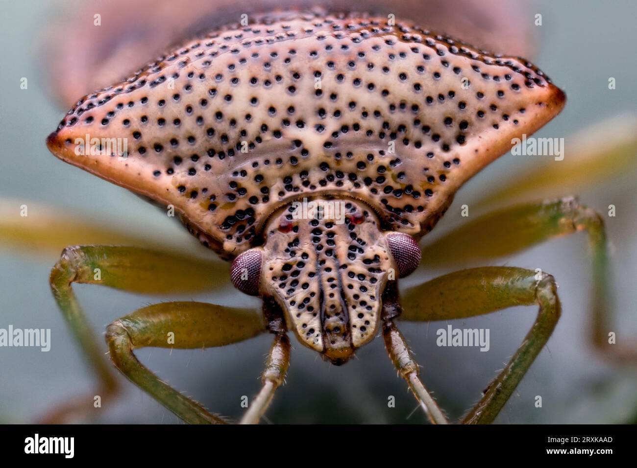 Vista ravvicinata di un insetto genitore (Elasmucha grisea). Tipperary, Irlanda Foto Stock