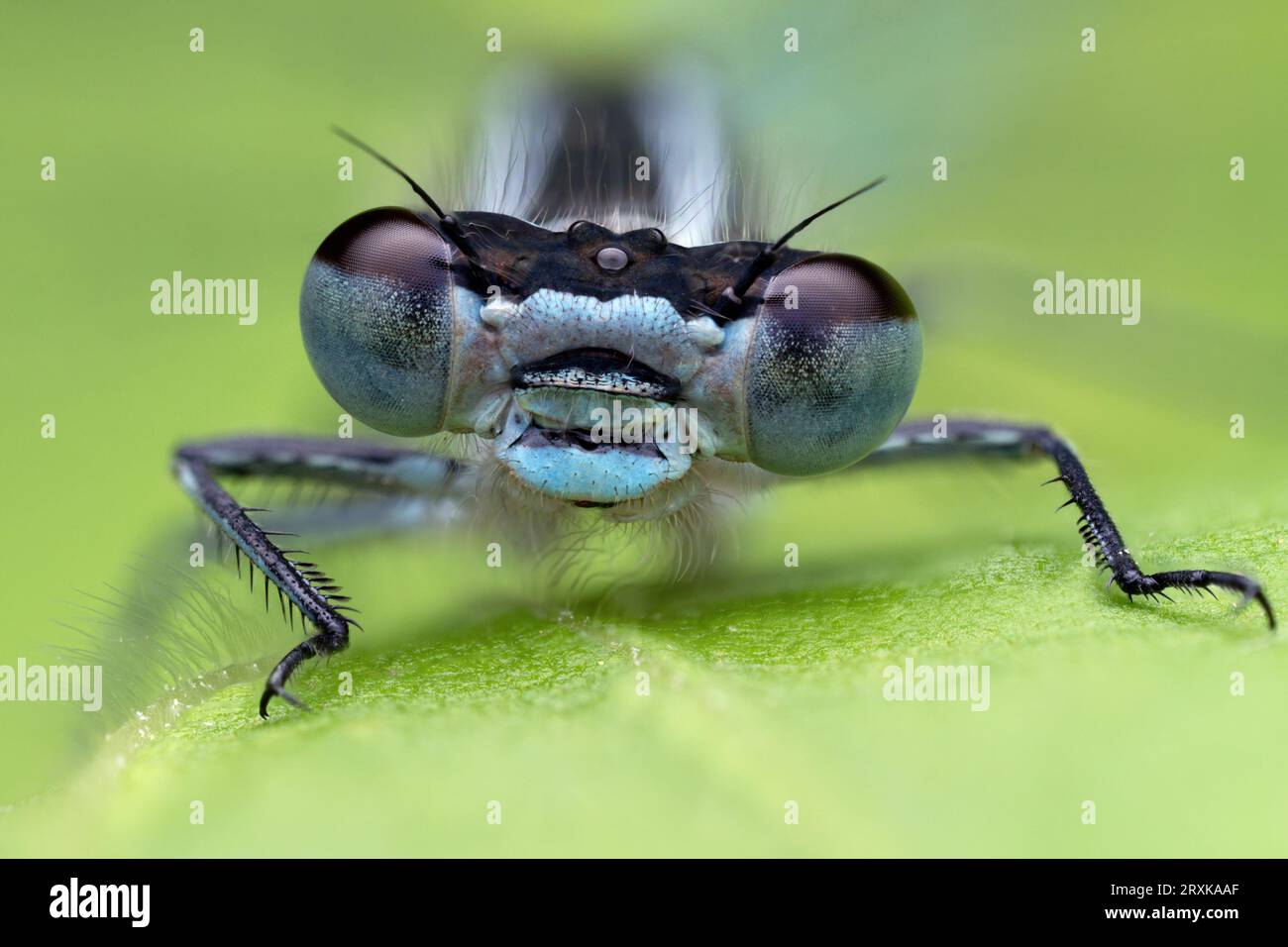 Vista ravvicinata di Azure Damselfly (Coenagrion puella). Tipperary, Irlanda Foto Stock