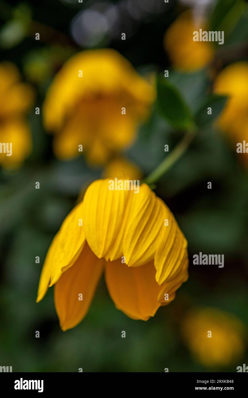 annuire calendula, ceruna bidens, calendula bur, fiori gialli da giardino Foto Stock