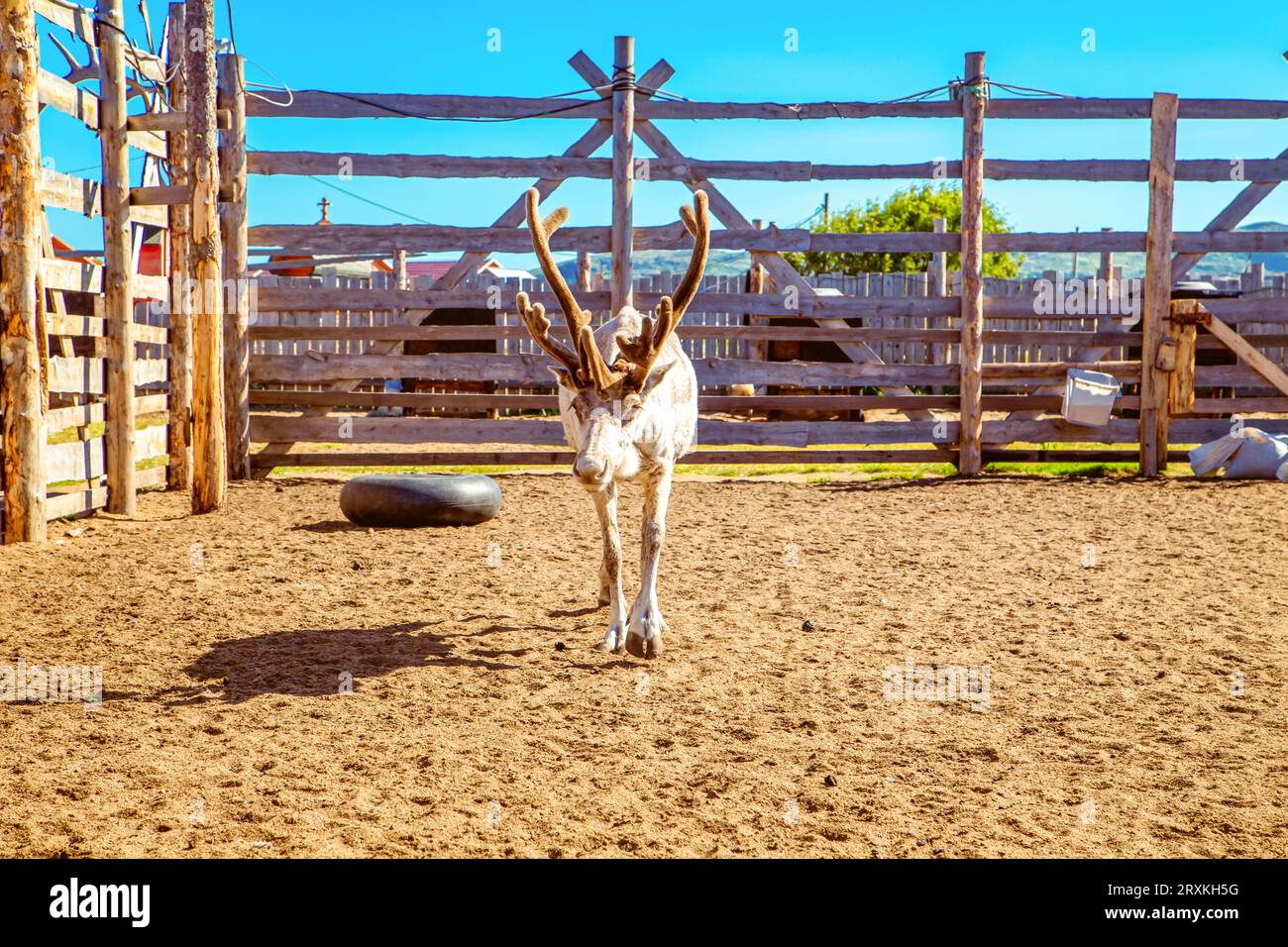 Renne nella fattoria. Estate nel nord. Teriberka, regione di Murmansk, Russia - 19 luglio 2023. Foto Stock