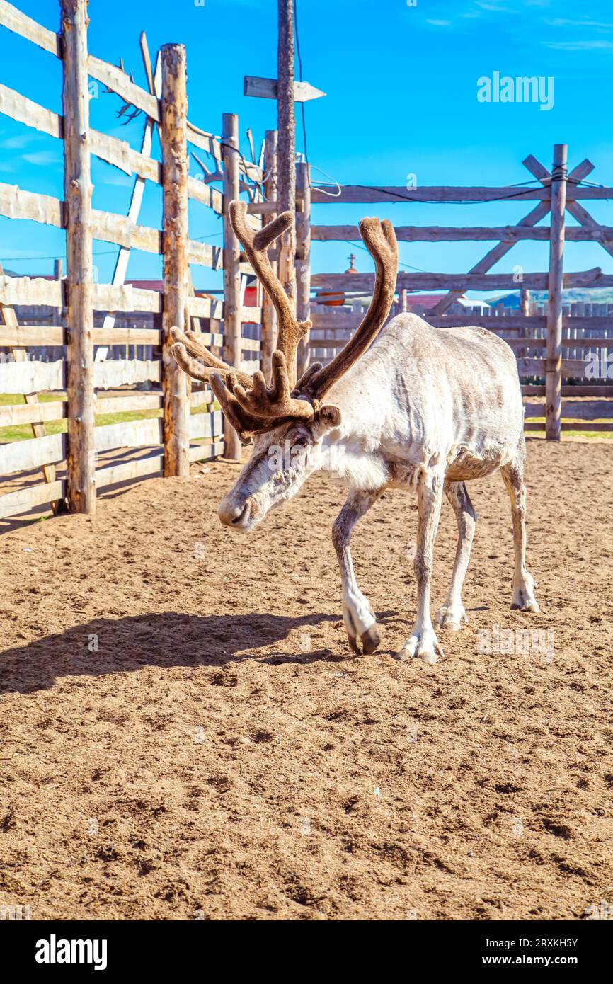 Renne nella fattoria. Estate nel nord. Teriberka, regione di Murmansk, Russia - 19 luglio 2023. Foto Stock