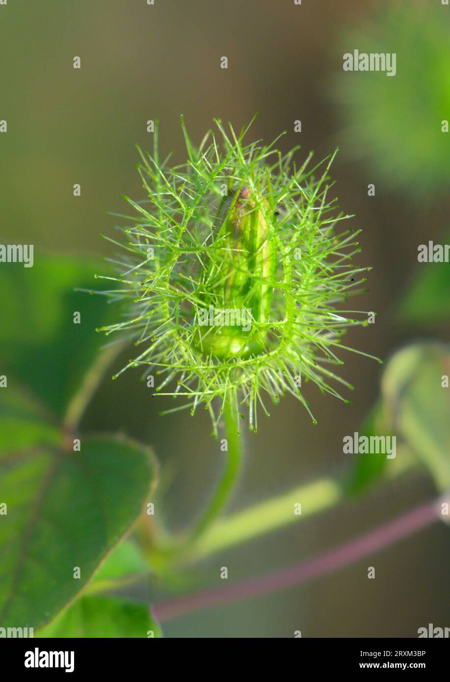 Bocciolo di fiori di scarlettifiore (Passiflora foetida var. Lanuginosa) cover di Bracts, Galveston, Texas, USA. Foto Stock