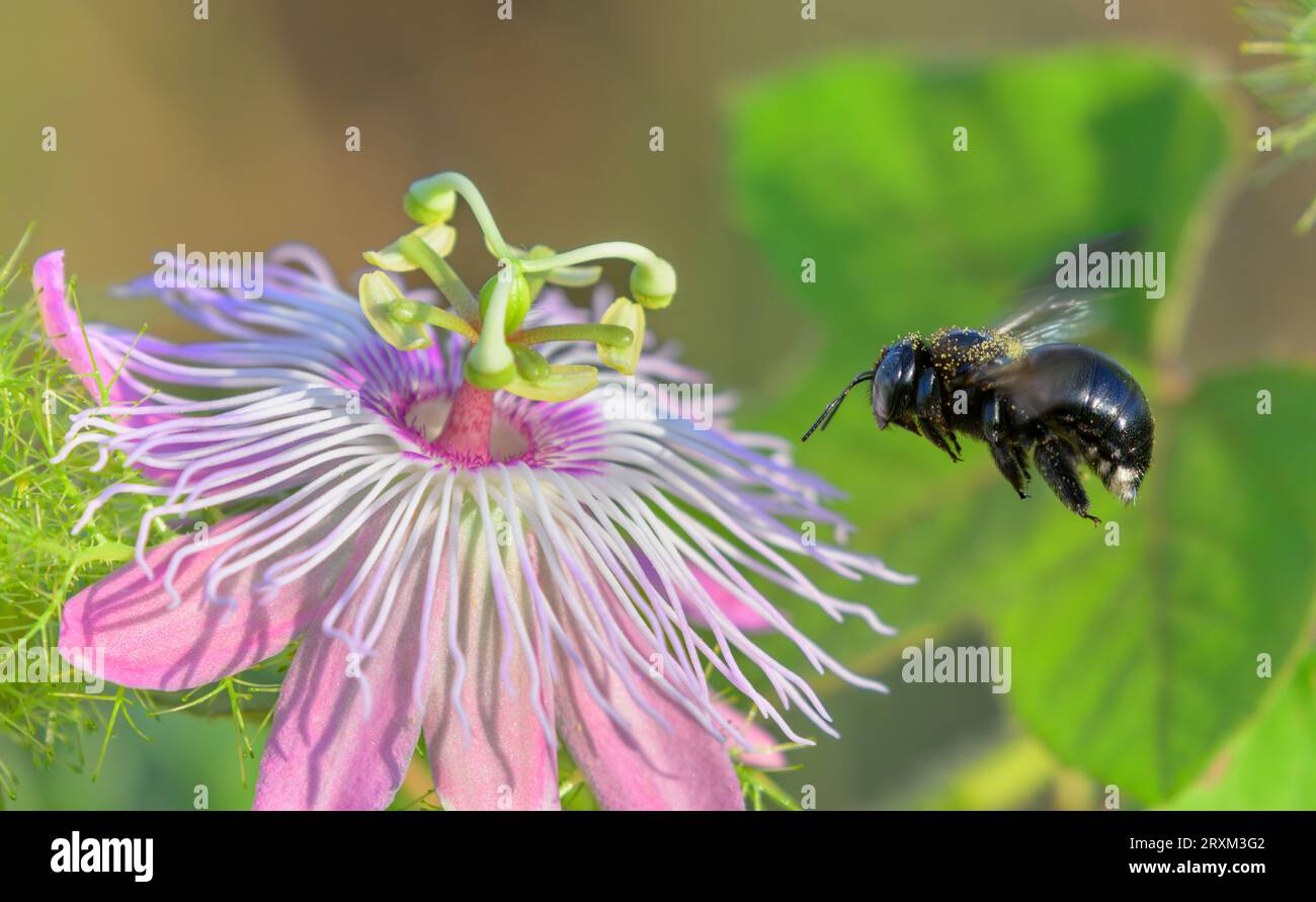 Femmina di falegname meridionale (Xylocopa micans) in avvicinamento a scarletfruit passionflower (Passiflora foetida var. Lanuginosa), Galveston, Texas, Stati Uniti. Foto Stock