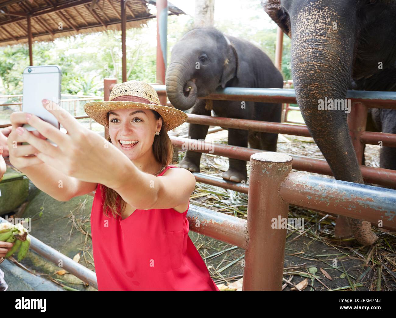 Giovane donna prendendo selfie accanto elefanti in Ko Samui, Tailandia Foto Stock