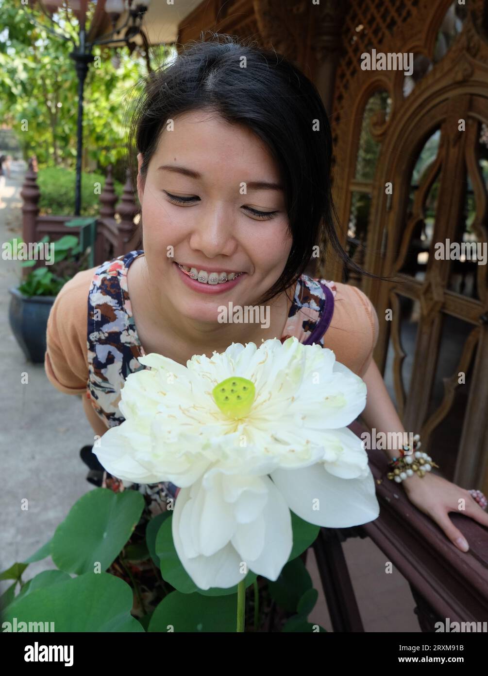 Nome comune Nelumbo nucifera Loto indiano Sacro Loto Bean of India modello Thai Cinese 25 29 anni Foto Stock