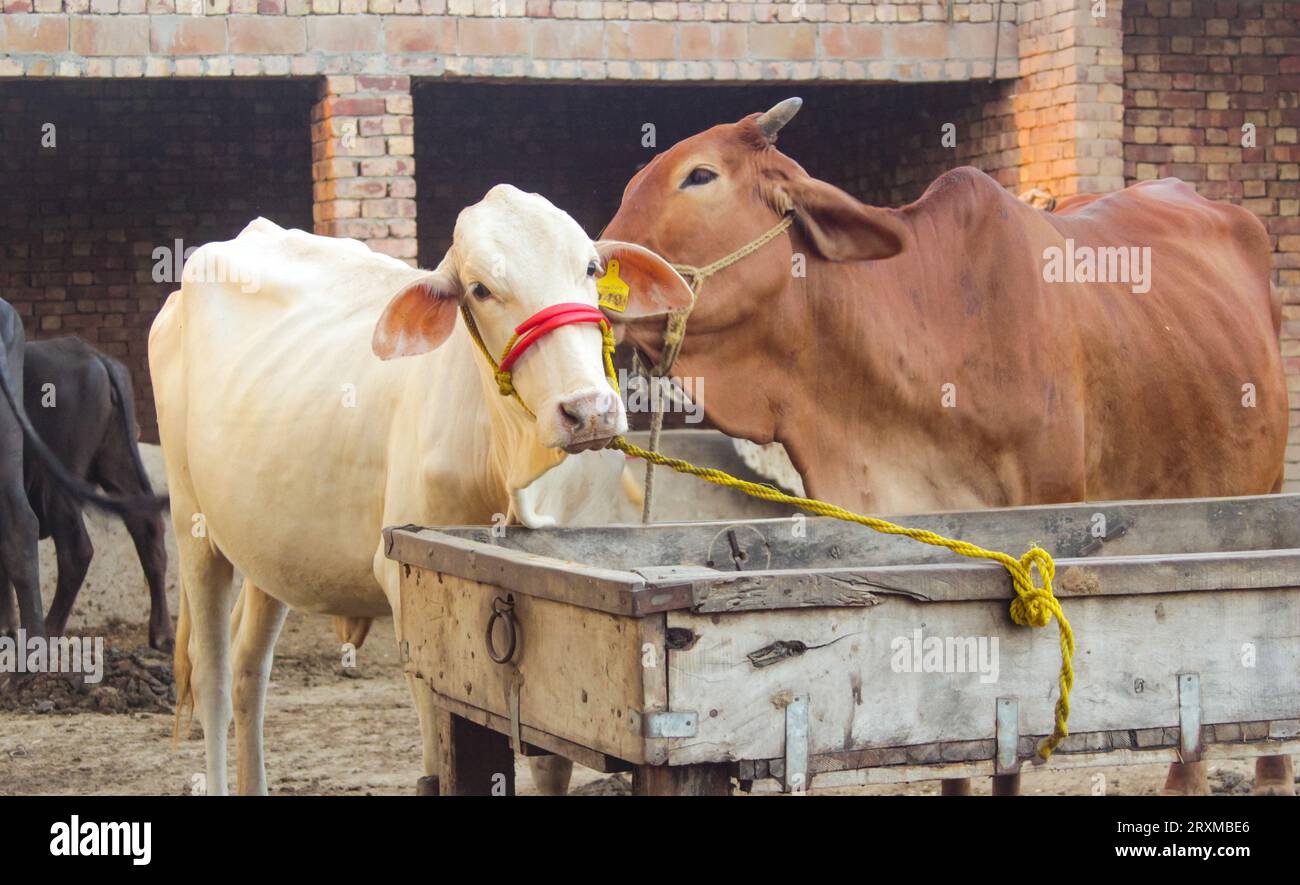 Cattura la mucca Brahman americana. Mucca neonata di razza Brahman americana. Il Brahman è una razza americana di bovini ibridi zebuina-taurina. Pakistano Foto Stock