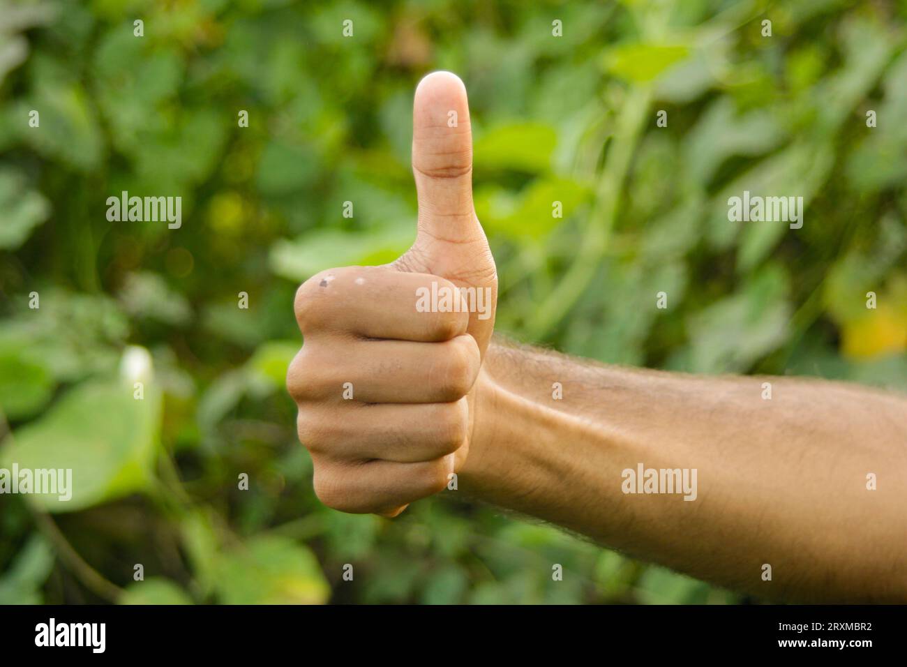 Mano dell'uomo con il pollice in alto isolato su sfondo verde naturale. Segno pollice su. Approvazione del gesto. Isolato su sfondo verde naturale. I gesti della mano Foto Stock