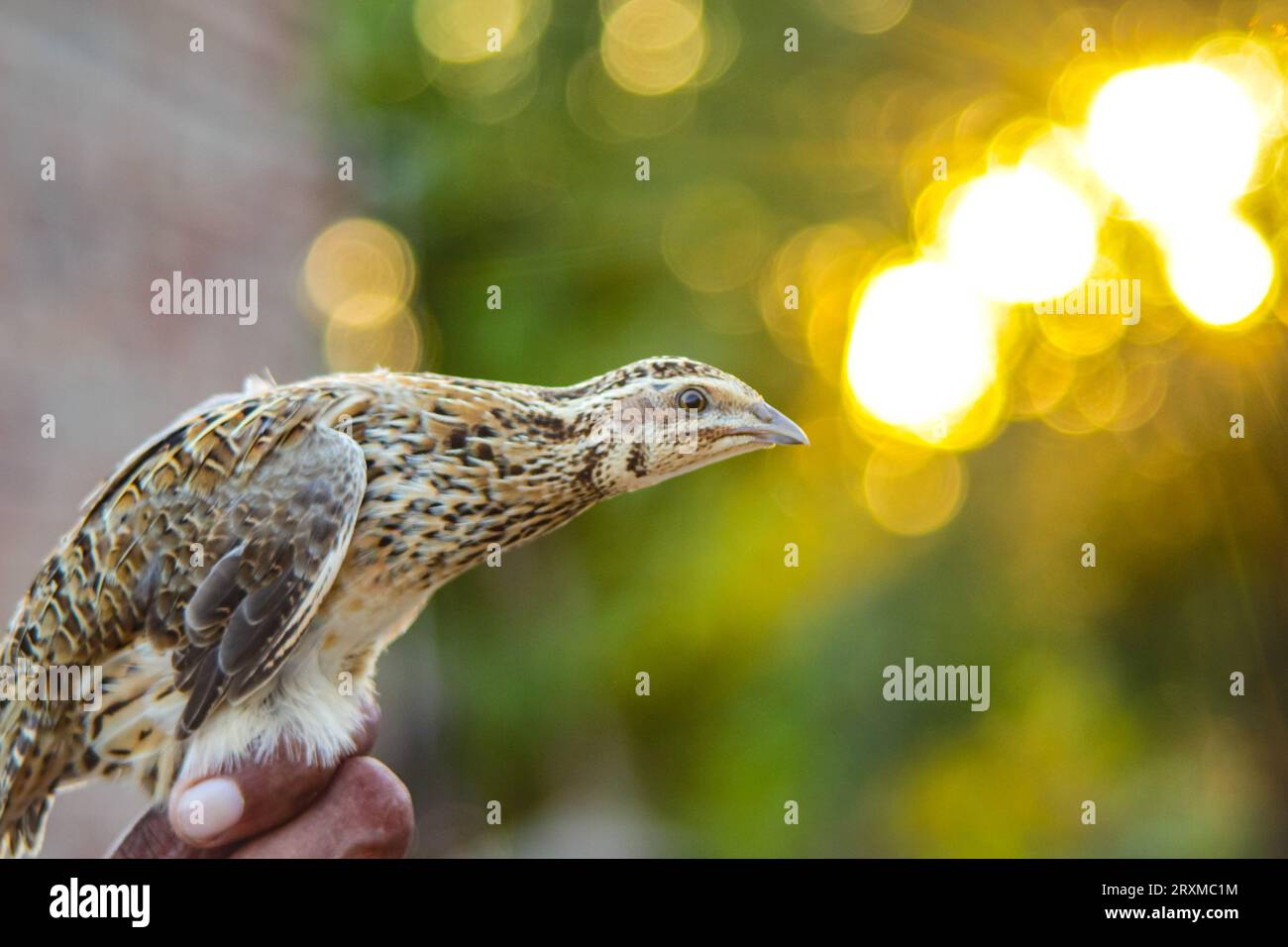 L'uomo tiene in mano una quaglia comune. La quaglia comune selvatica domestica - coturnix coturnix, o quaglia europea, è un piccolo uccello selvatico che nidifica al suolo nel fagiano Foto Stock