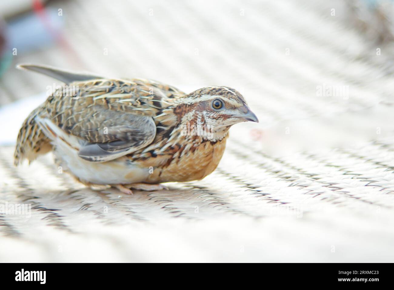 L'uomo tiene in mano una quaglia comune. La quaglia comune selvatica domestica - coturnix coturnix, o quaglia europea, è un piccolo uccello selvatico che nidifica al suolo nel fagiano Foto Stock