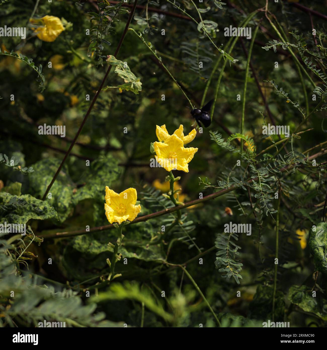 Primo piano del fiore di zucca Sponge. Fiore di zucca di spugna. Fiore di zucca a spugna gialla contro foglie verdi. Luffa aegyptiaca, la zucca di spugna, cucina egiziana Foto Stock