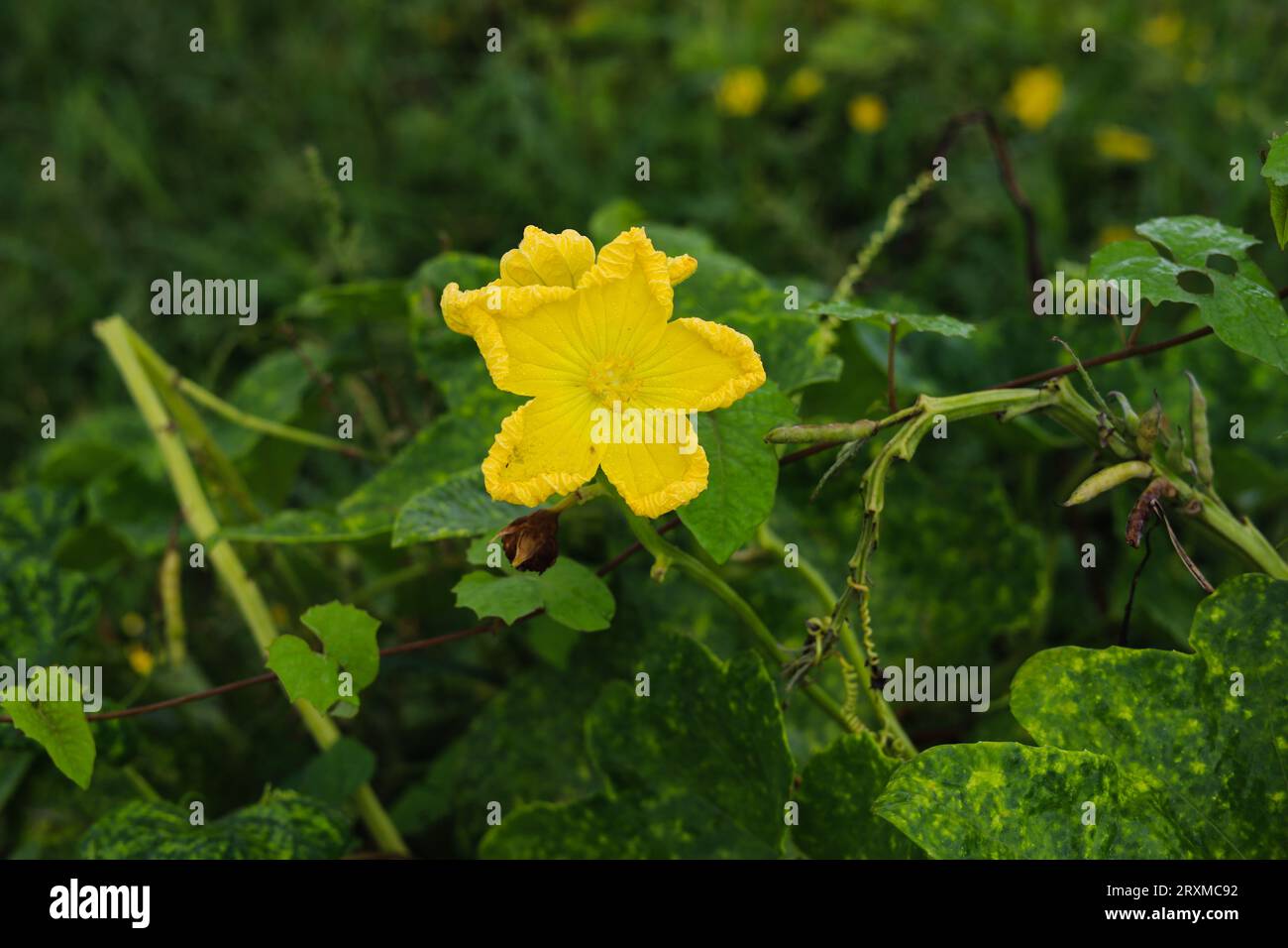 Primo piano del fiore di zucca Sponge. Fiore di zucca di spugna. Fiore di zucca a spugna gialla contro foglie verdi. Luffa aegyptiaca, la zucca di spugna, cucina egiziana Foto Stock