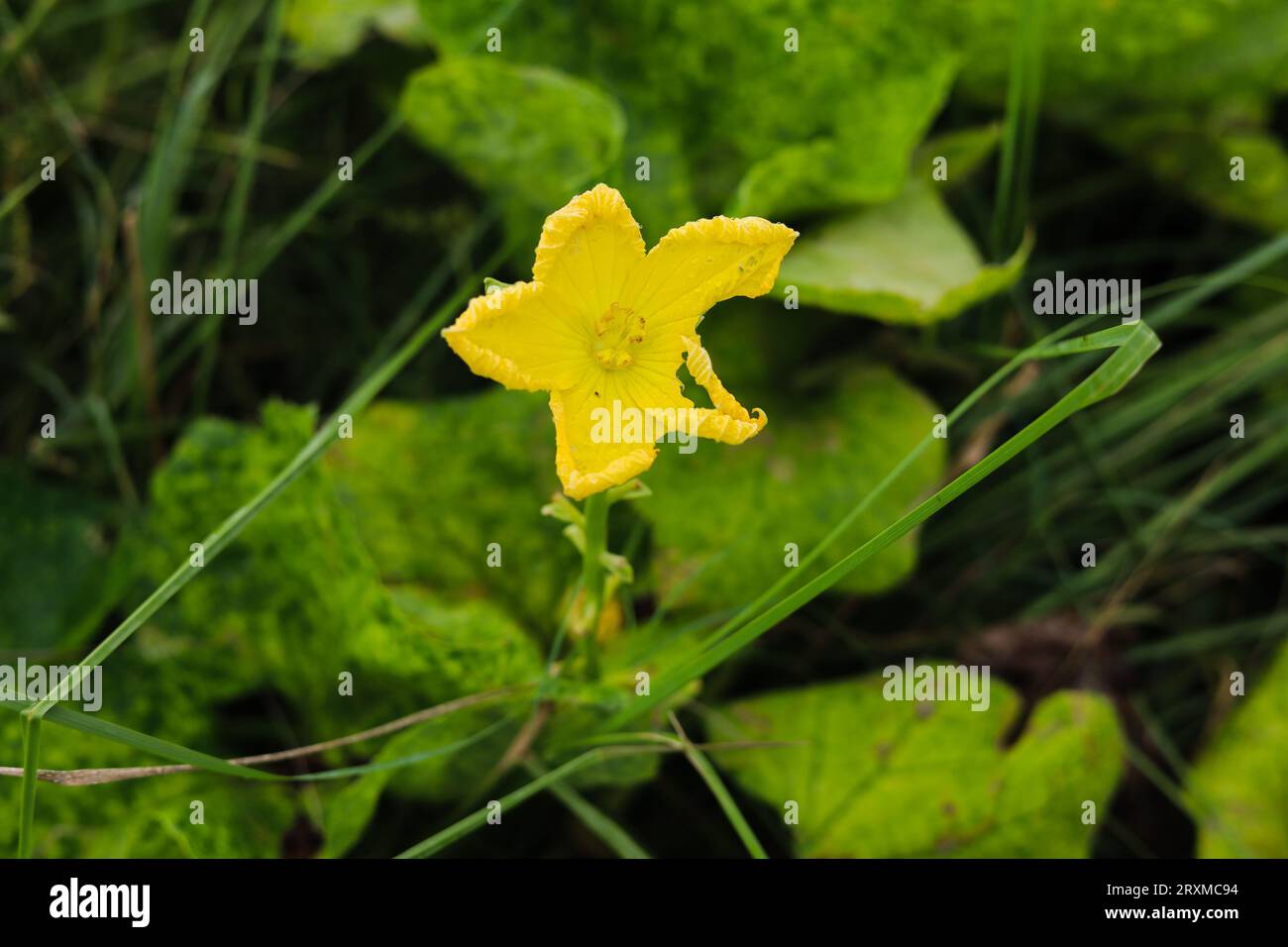 Primo piano del fiore di zucca Sponge. Fiore di zucca di spugna. Fiore di zucca a spugna gialla contro foglie verdi. Luffa aegyptiaca, la zucca di spugna, cucina egiziana Foto Stock