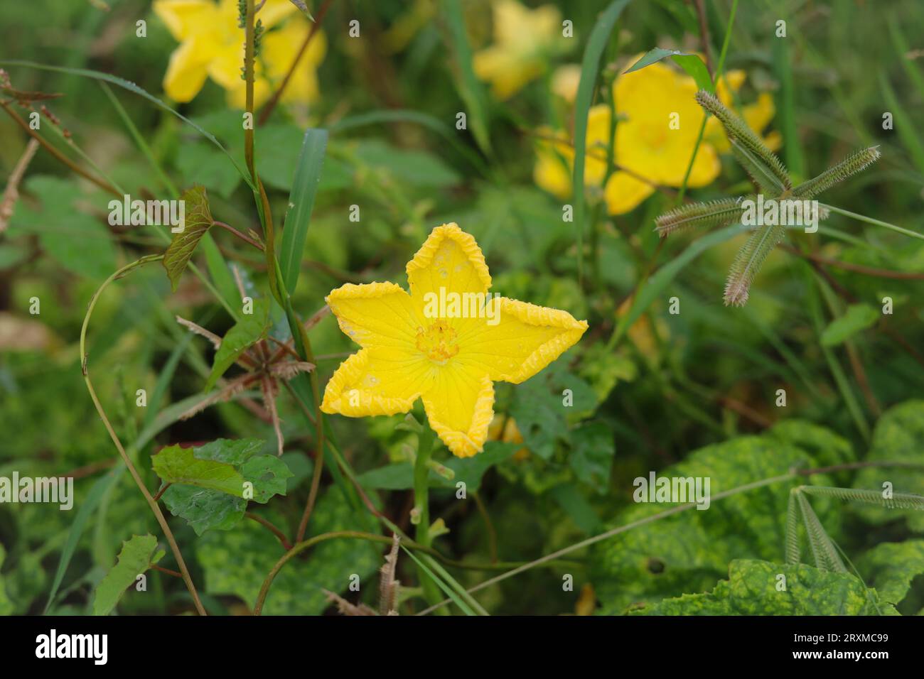 Primo piano del fiore di zucca Sponge. Fiore di zucca di spugna. Fiore di zucca a spugna gialla contro foglie verdi. Luffa aegyptiaca, la zucca di spugna, cucina egiziana Foto Stock