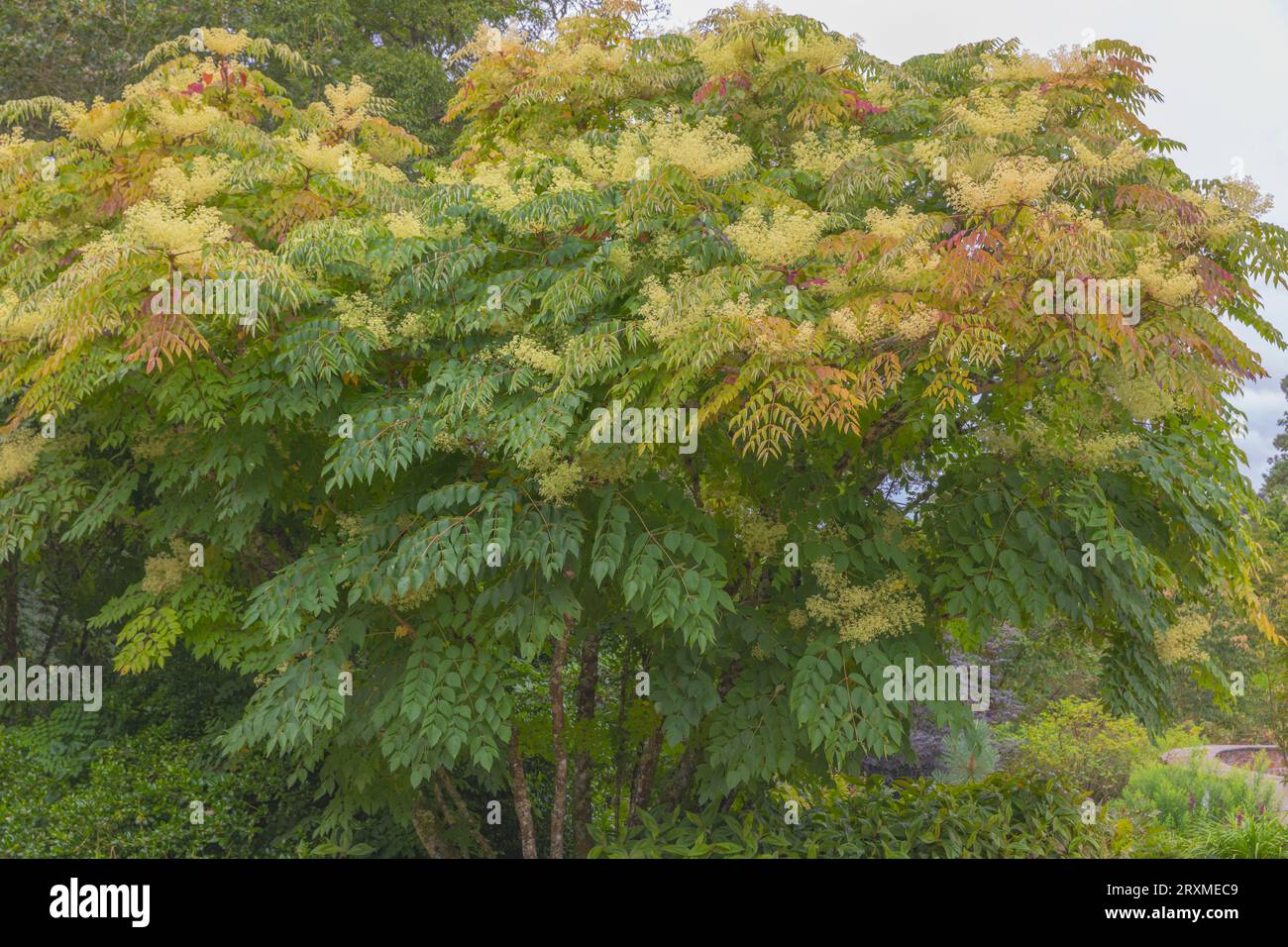 Aralia chinensis l'albero cinese dell'angelica, un albero deciduo di medie dimensioni e a rapida crescita o un grande arbusto Foto Stock