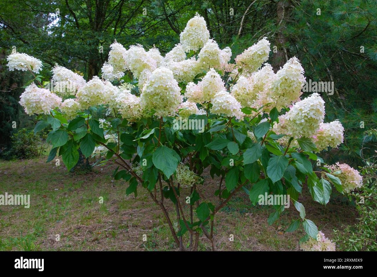 Hydrangea paniculata Dolly, un cespuglio deciso eretto, con foglie scure lucide ovate e grandi panicle coniche di fiori di crema bianca Foto Stock