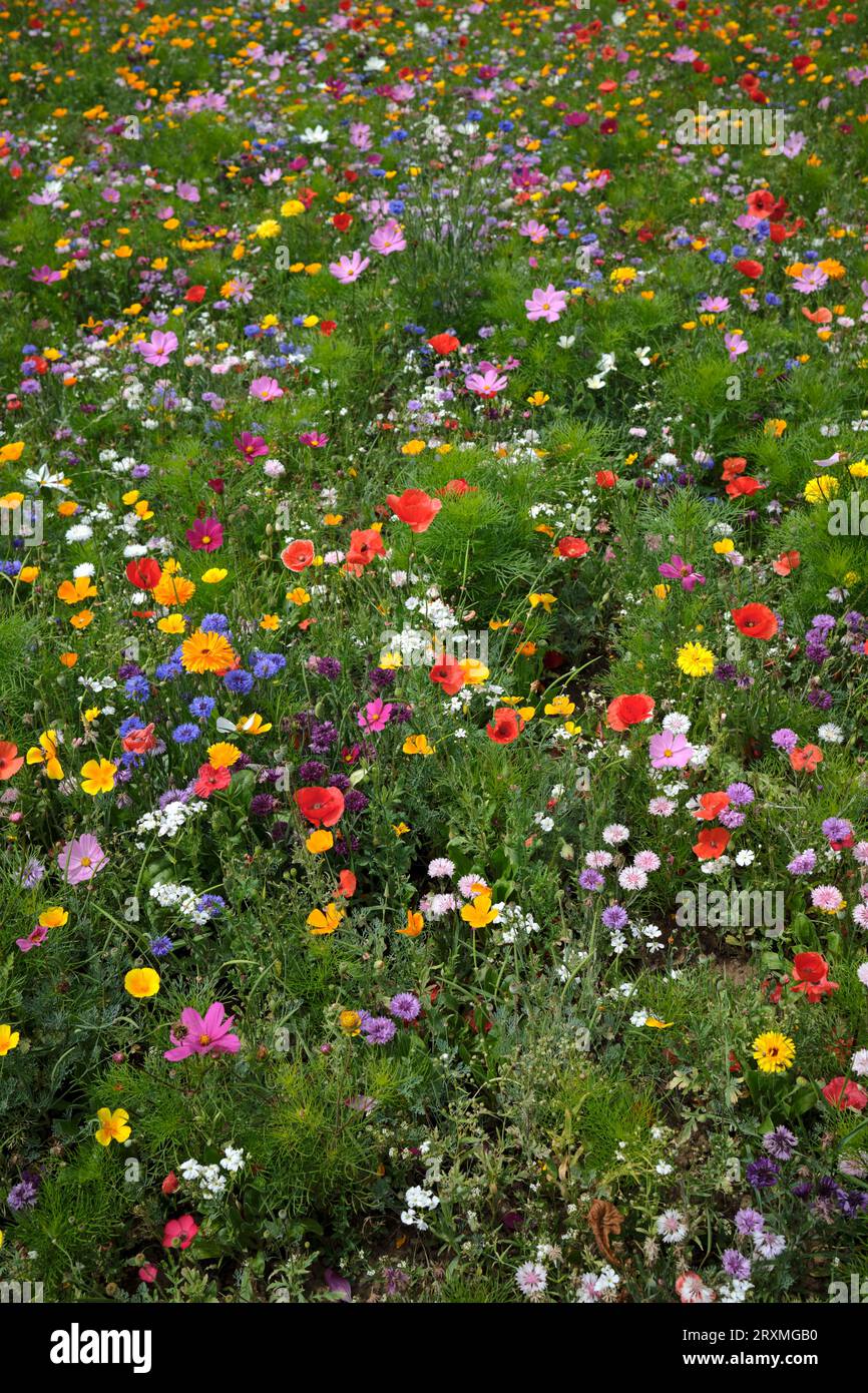 Wild Flowers on Cliff Walk Penarth, Galles del Sud, Regno Unito Foto Stock