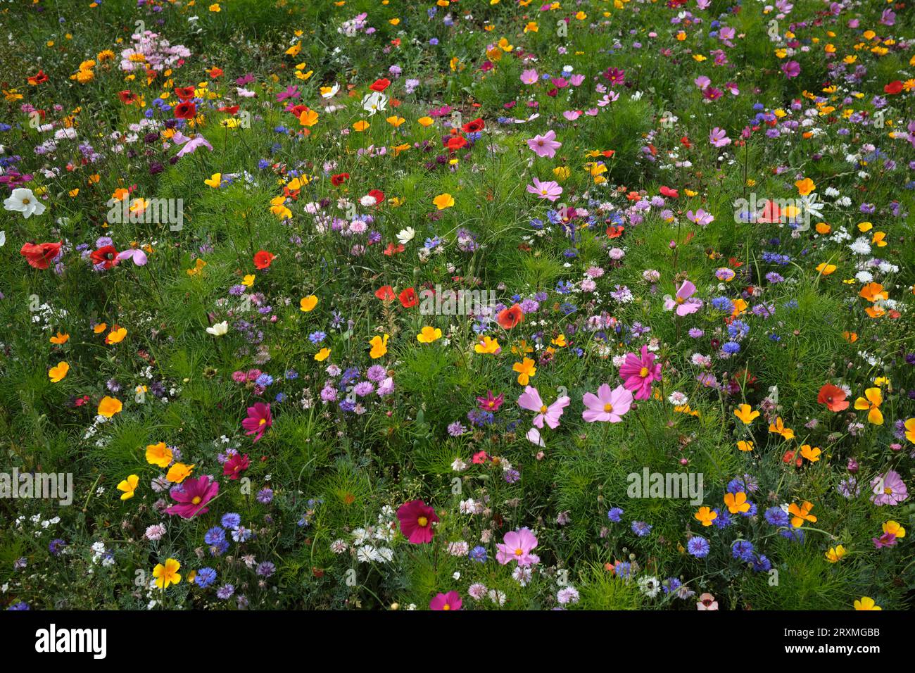 Wild Flowers on Cliff Walk Penarth, Galles del Sud, Regno Unito Foto Stock