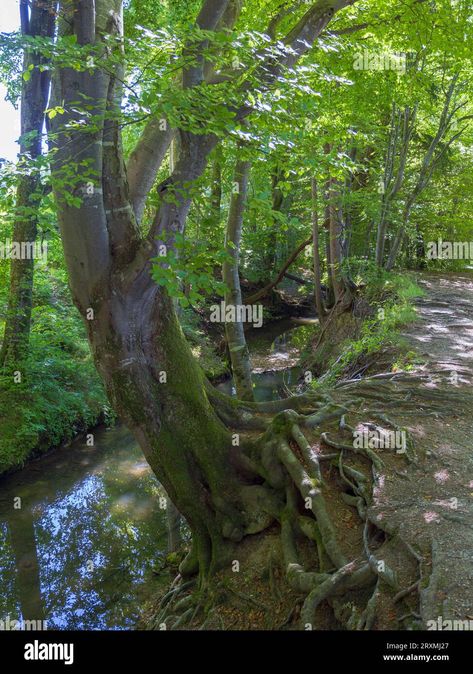 Scorre attraverso una foresta, la foresta di tranquille, Maisinger SEE, l'alta Baviera, la Baviera, Germania, Europa Foto Stock