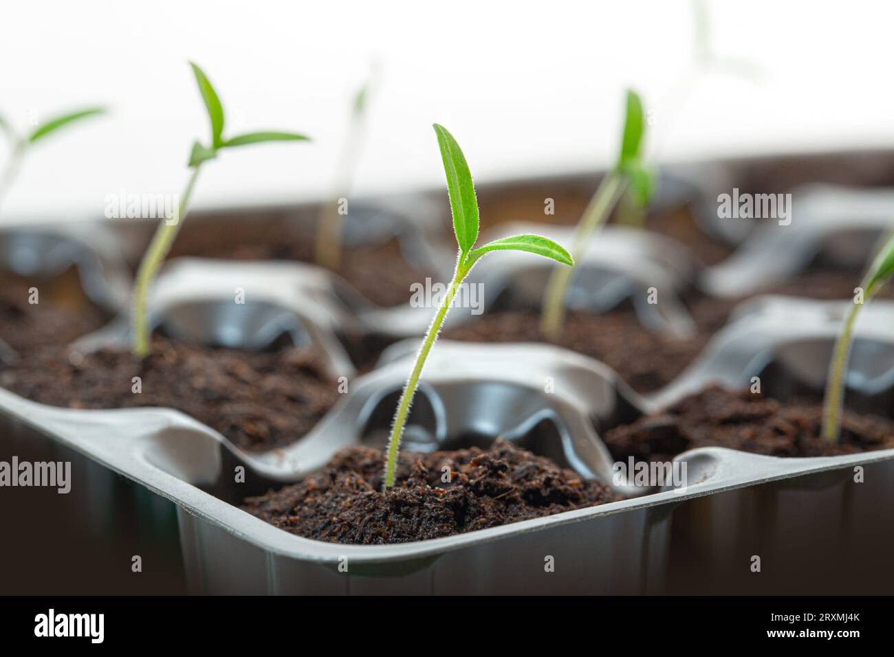 Primo piano delle piante germogliate . Cibo per uno stile di vita sano. Primo piano su Micro sfondo verde. Fondo fresco primaverile di micro piante verdi Foto Stock