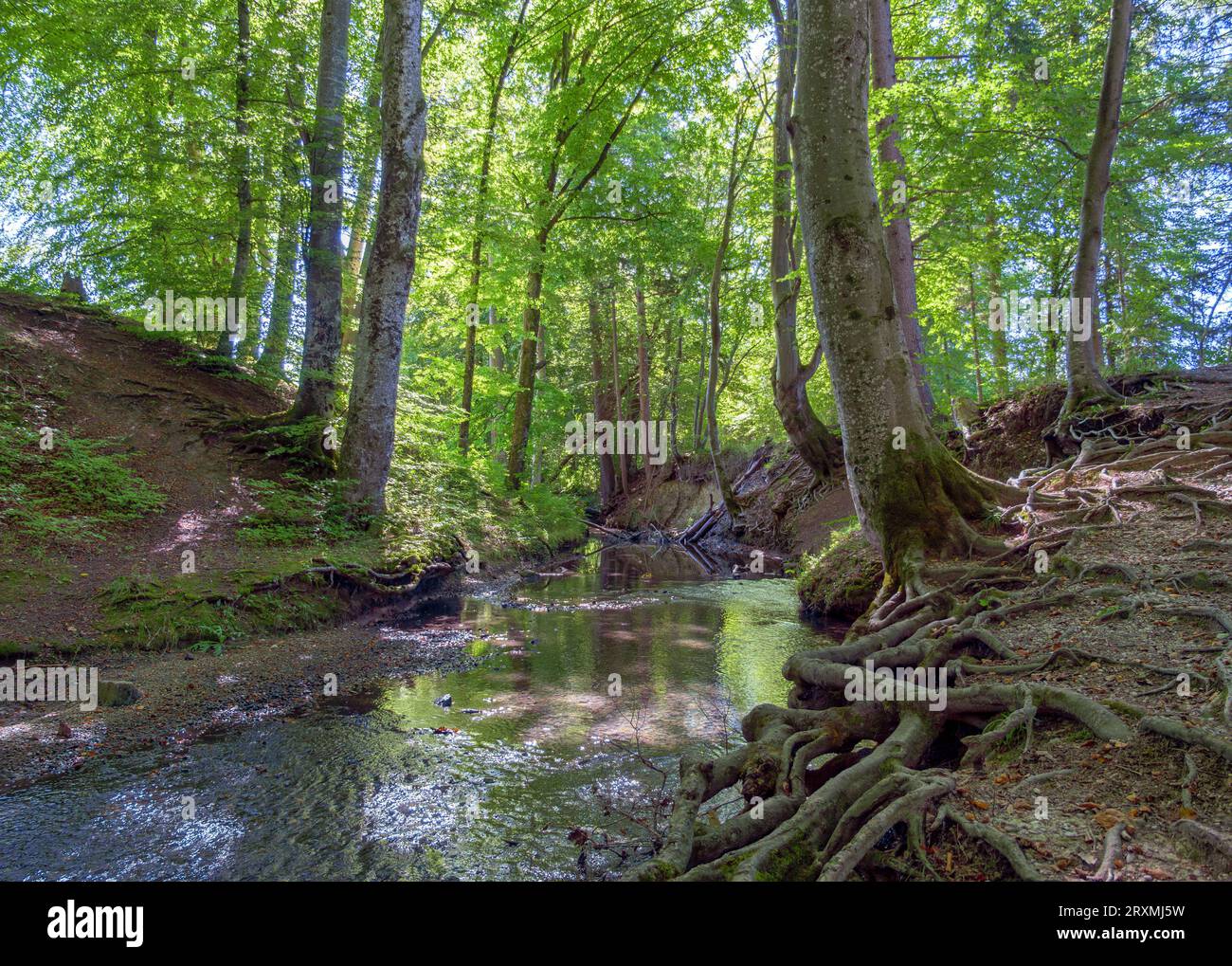 Scorre attraverso una foresta, la foresta di tranquille, Maisinger SEE, l'alta Baviera, la Baviera, Germania, Europa Foto Stock