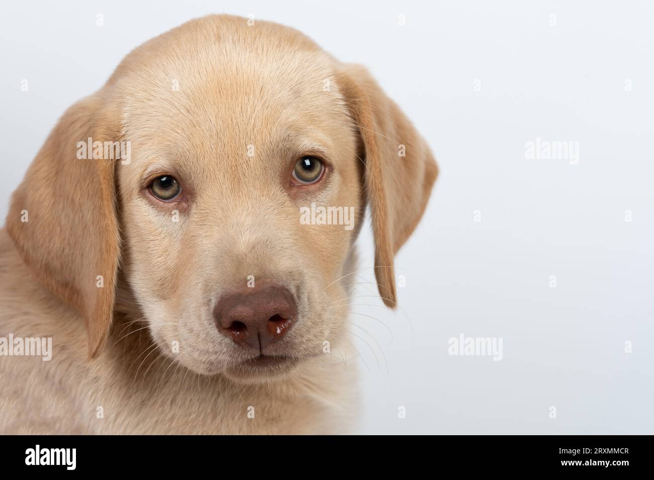 Sano labrador cane cucciolo colpo di testa vista ravvicinata isolato Foto Stock