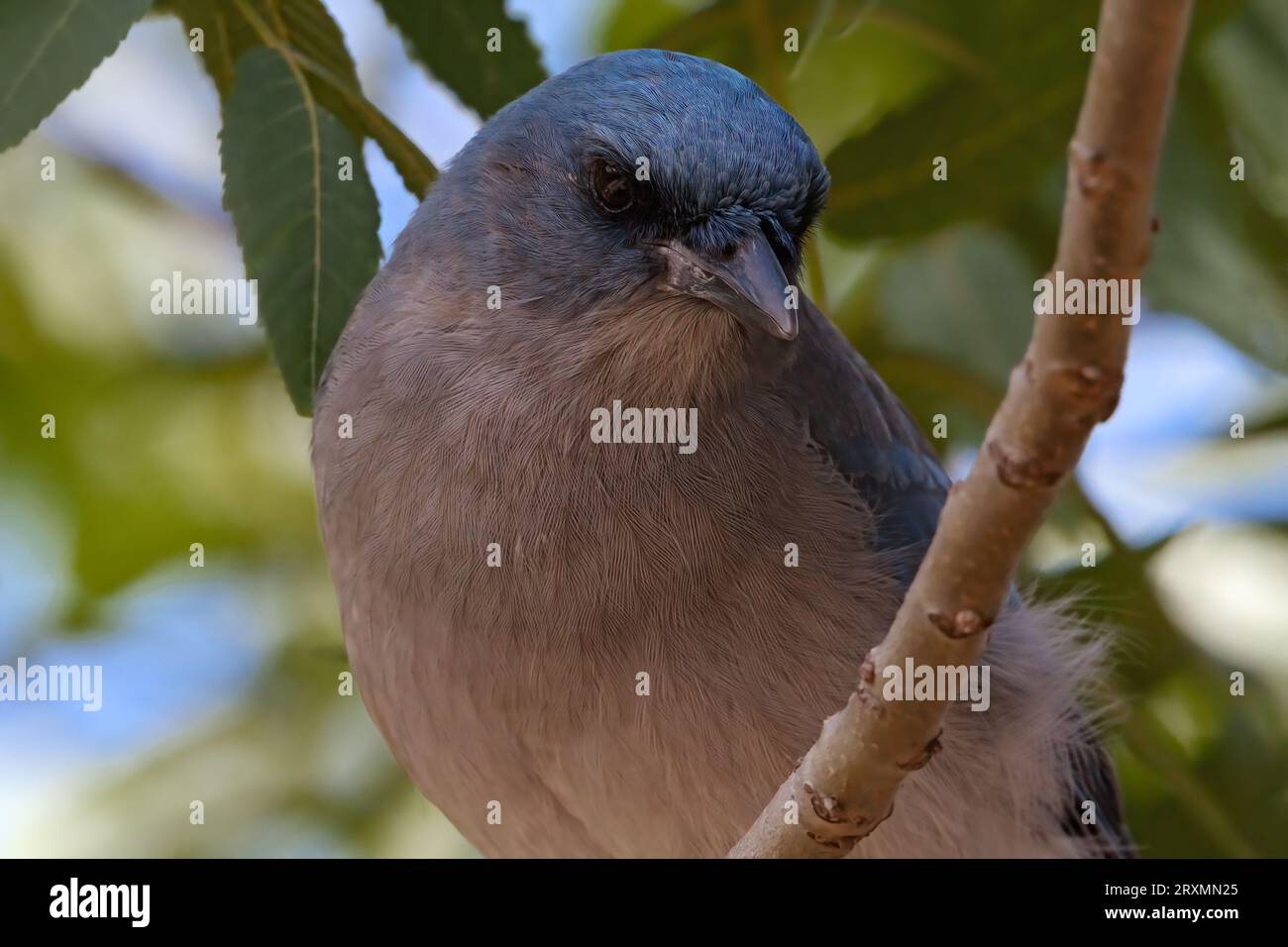 Testa coccata e sottile sfumatura blu e grigia accentuano un ritratto di primo piano di Jay messicano scattato nell'area picnic di Chihuahua Pine sul Monte Lemmon, Tucson, Arizon Foto Stock