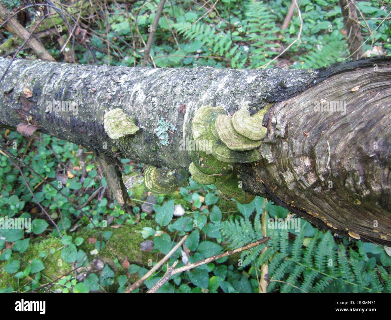 Betulla caduta con funghi chaga, noto anche come Inonotus obliquus, sul tronco della foresta. Protezione dell'ambiente. Foto Stock