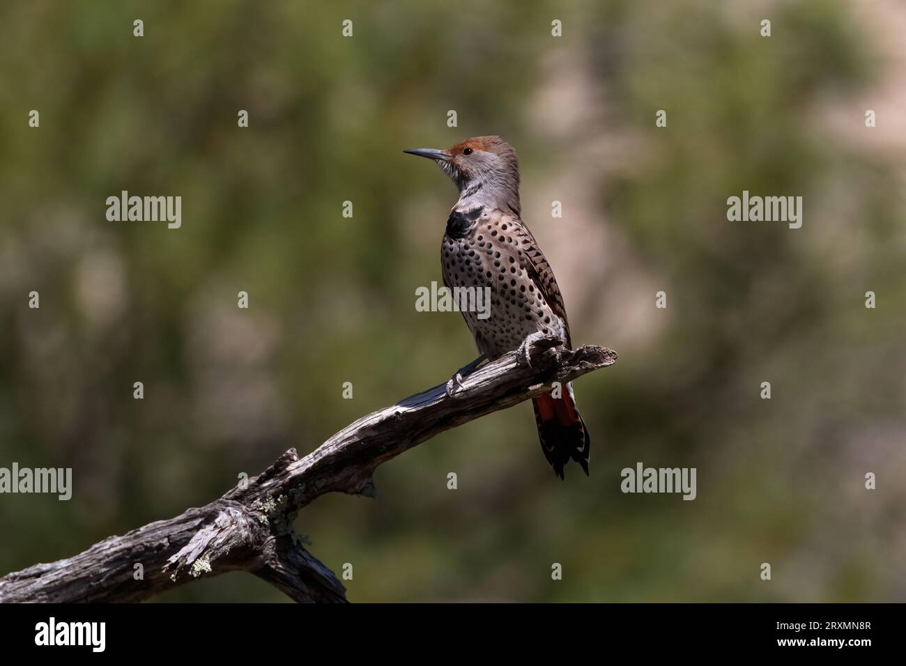 Alert; Northern Flicker illuminato dal sole appollaiato su un ramo rotto contro uno spazio verde naturale di copia bokeh sul Monte Lemmon; Sky Island a Tucson; Arizona; United Foto Stock