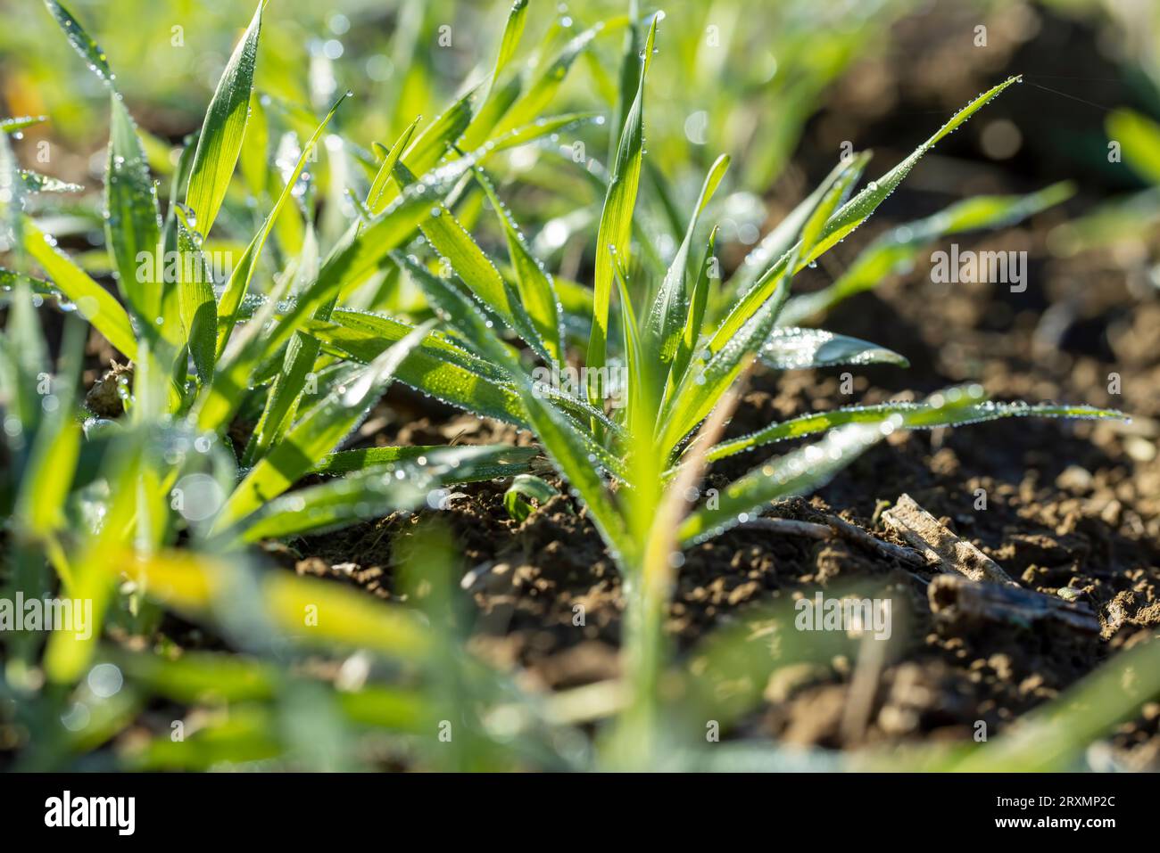 Varietà di grano invernale coperta da gocce di rugiada dopo gelo, grano fresco verde in campo in autunno Foto Stock