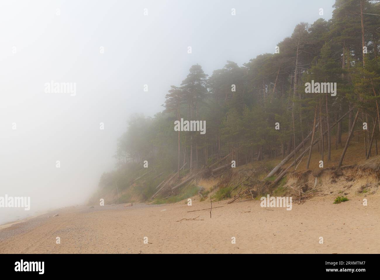 Spiaggia sabbiosa piena di nebbia mattutina. Scogliera ripida con pini. Mar Baltico, Lituania. Foto Stock