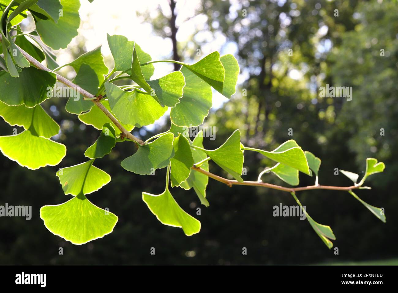 Ginkgo biloba foglie di albero illuminate dal sole Foto Stock