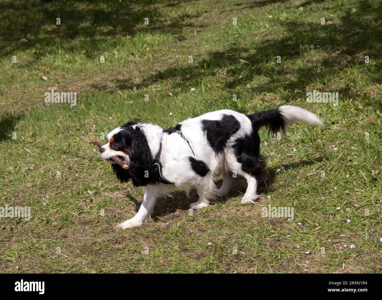 foto di un cane che porta un bastone nei denti per strada. erba verde, tempo soleggiato Foto Stock