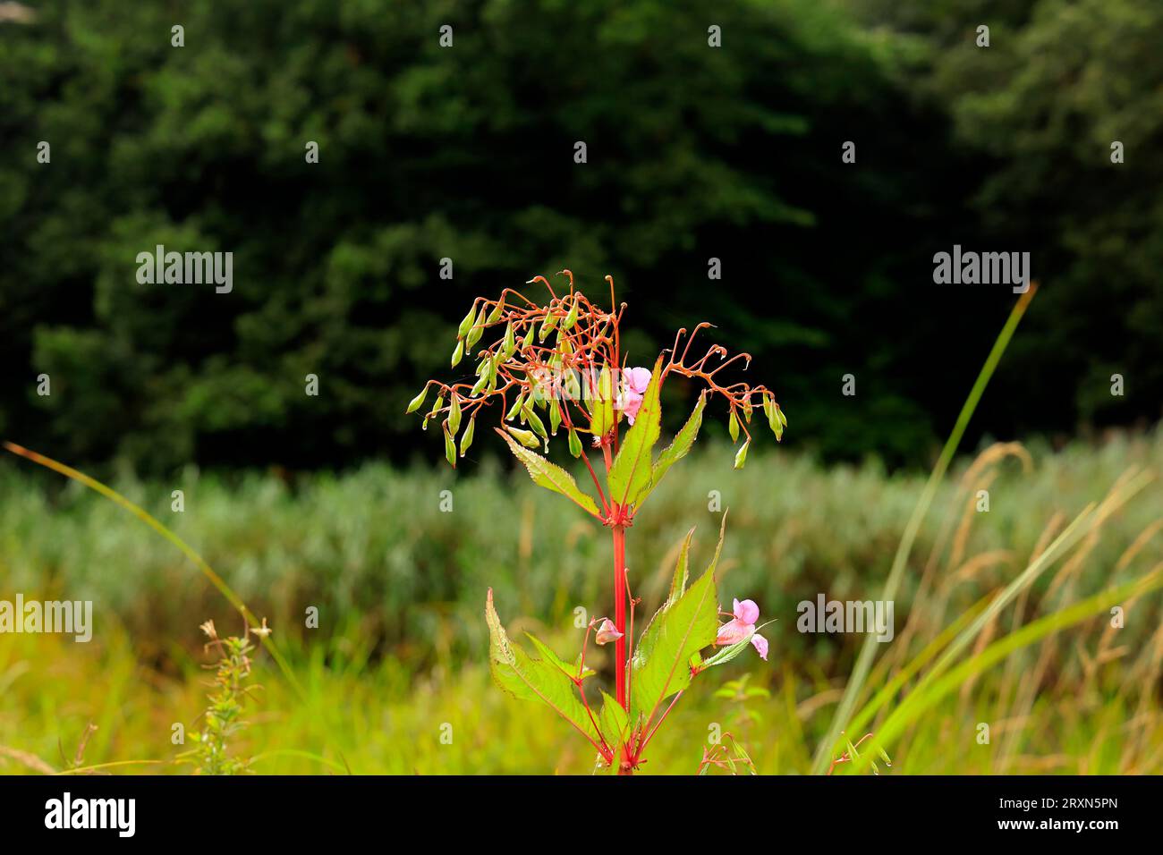 Baccelli e fiori di balsamo himalayano, balsamo indiano - Impatiens glandulifera. Cardiff, presa nel settembre 2023 Foto Stock