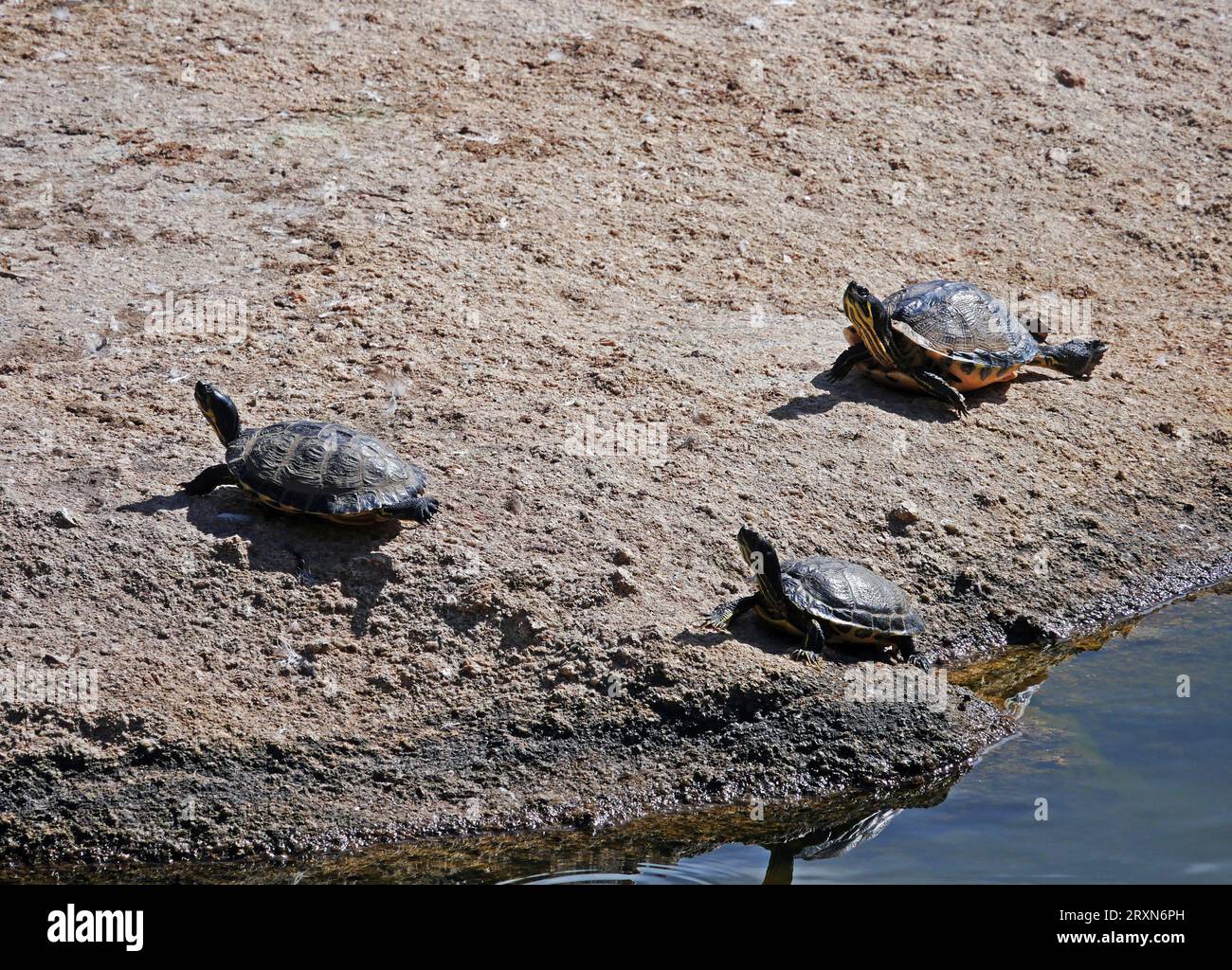 Tartarughe marine in natura Foto Stock